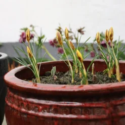 Crocus 'Gipsy Girl' -Cheap Ethereal Yard Store crocus gipsy girl 5 scaled