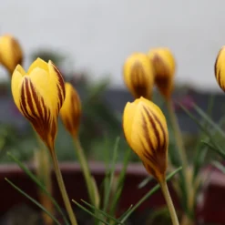 Crocus 'Gipsy Girl' -Cheap Ethereal Yard Store crocus gipsy girl 6 scaled