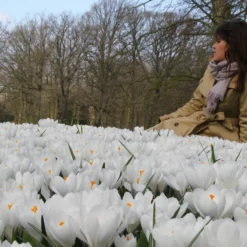 Crocus 'Jeanne D'Arc' -Cheap Ethereal Yard Store crocus jeanne darc 13