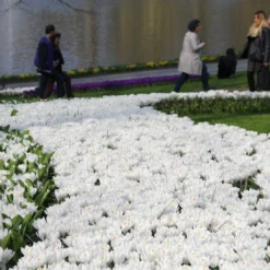 Crocus 'Jeanne D'Arc' -Cheap Ethereal Yard Store crocus jeanne darc 14