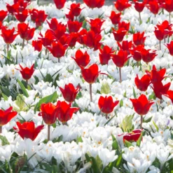 Crocus 'Jeanne D'Arc' -Cheap Ethereal Yard Store crocus jeanne darc 3