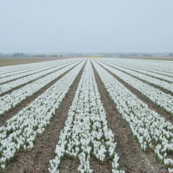 Crocus 'Jeanne D'Arc' -Cheap Ethereal Yard Store crocus jeanne darc 5