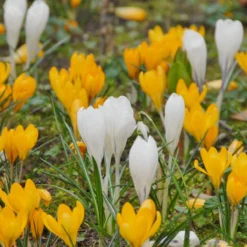 Crocus 'Jeanne D'Arc' -Cheap Ethereal Yard Store crocus jeanne darc 6