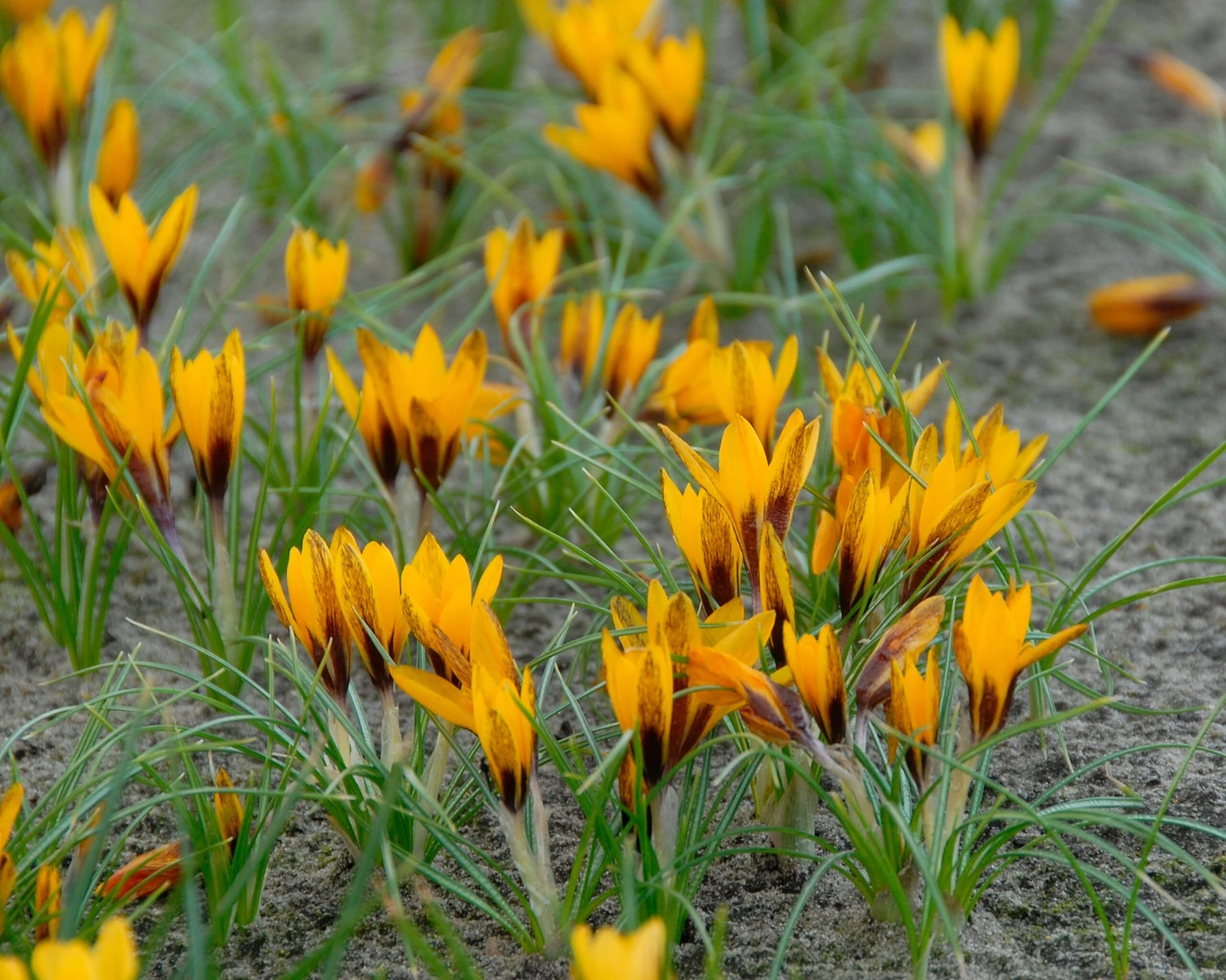 Crocus Korolkowii 2 Crocus Korolkowii - Image 2