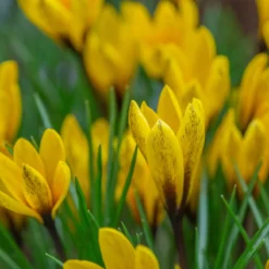 Crocus Korolkowii 7 Crocus Korolkowii -Cheap Ethereal Yard Store crocus korolkowii 2 scaled