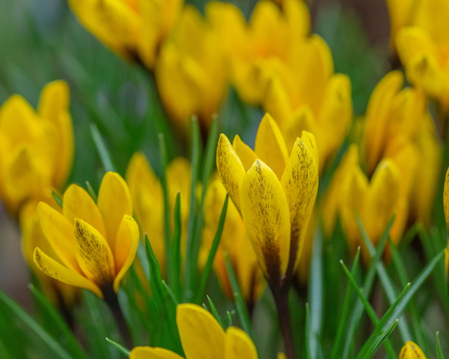 Crocus Korolkowii 3 Crocus Korolkowii - Image 3