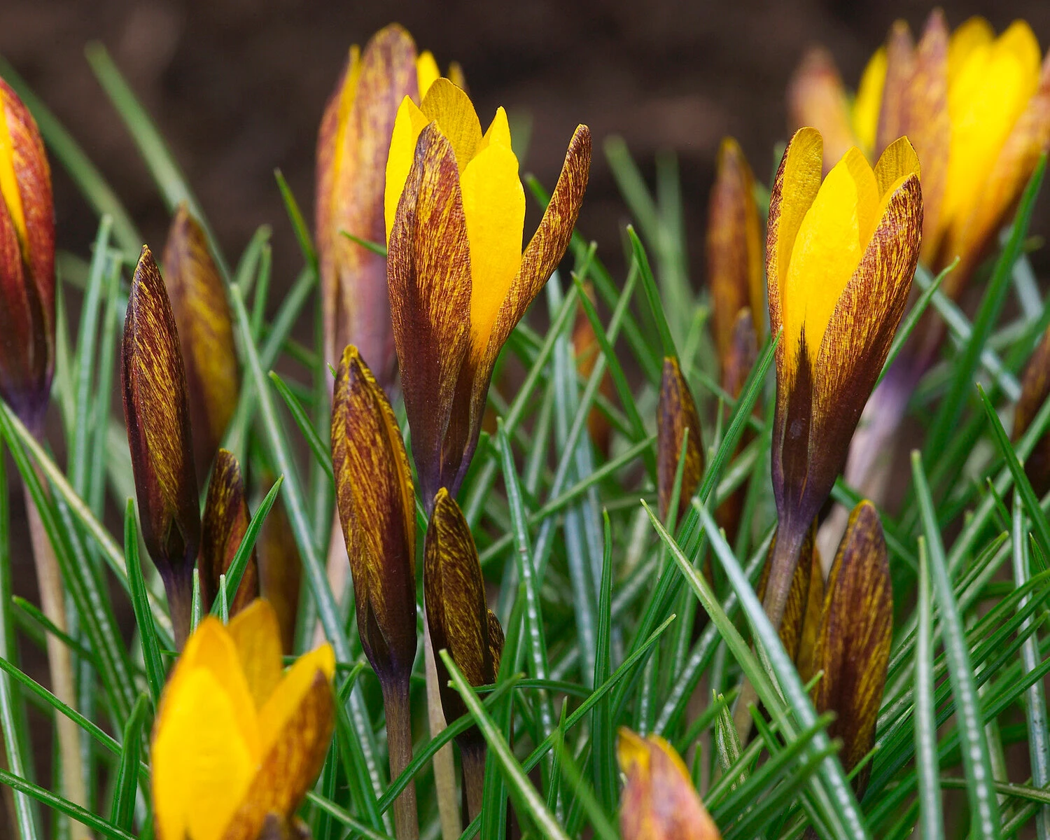 Crocus Korolkowii 4 Crocus Korolkowii - Image 4