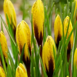 Crocus Korolkowii 9 Crocus Korolkowii -Cheap Ethereal Yard Store crocus korolkowii 5