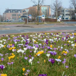 Crocus 'Mixed Colours' -Cheap Ethereal Yard Store crocus mixed 2