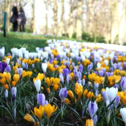 Crocus 'Mixed Colours' -Cheap Ethereal Yard Store crocus mixed 3 02ab09ca 596a 421d 88bc a524bc9e66aa