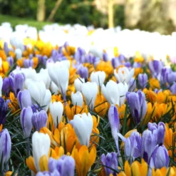 Crocus 'Mixed Colours' -Cheap Ethereal Yard Store crocus mixed 4 f1e04e7d 8de5 4444 80fc 3a934873351b