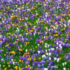 Crocus 'Mixed Colours' -Cheap Ethereal Yard Store crocus mixed 5