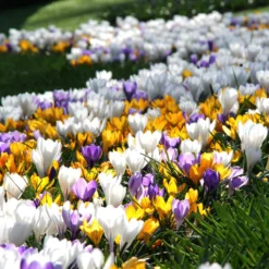 Crocus 'Mixed Colours' -Cheap Ethereal Yard Store crocus mixed 6