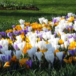 Crocus 'Mixed Colours' -Cheap Ethereal Yard Store crocus mixed 7