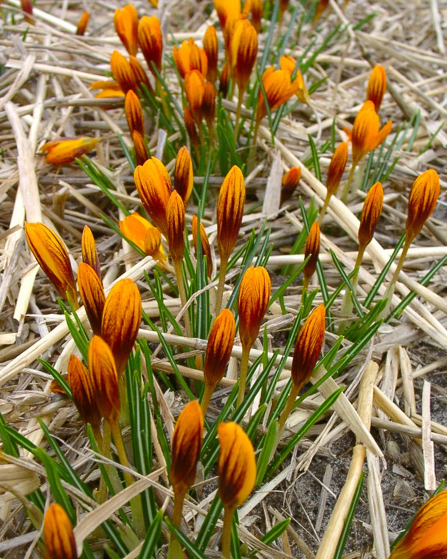 Crocus 'Orange Monarch' 8 Crocus 'Orange Monarch' - Image 8