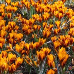 Crocus 'Orange Monarch' 12 Crocus 'Orange Monarch' -Cheap Ethereal Yard Store crocus orange monarch 2