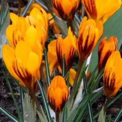 Crocus 'Orange Monarch' 15 Crocus 'Orange Monarch' -Cheap Ethereal Yard Store crocus orange monarch 3