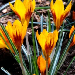 Crocus 'Orange Monarch' 17 Crocus 'Orange Monarch' -Cheap Ethereal Yard Store crocus orange monarch 4