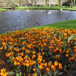 Crocus 'Orange Monarch' 11 Crocus 'Orange Monarch' -Cheap Ethereal Yard Store crocus orange monarch 5