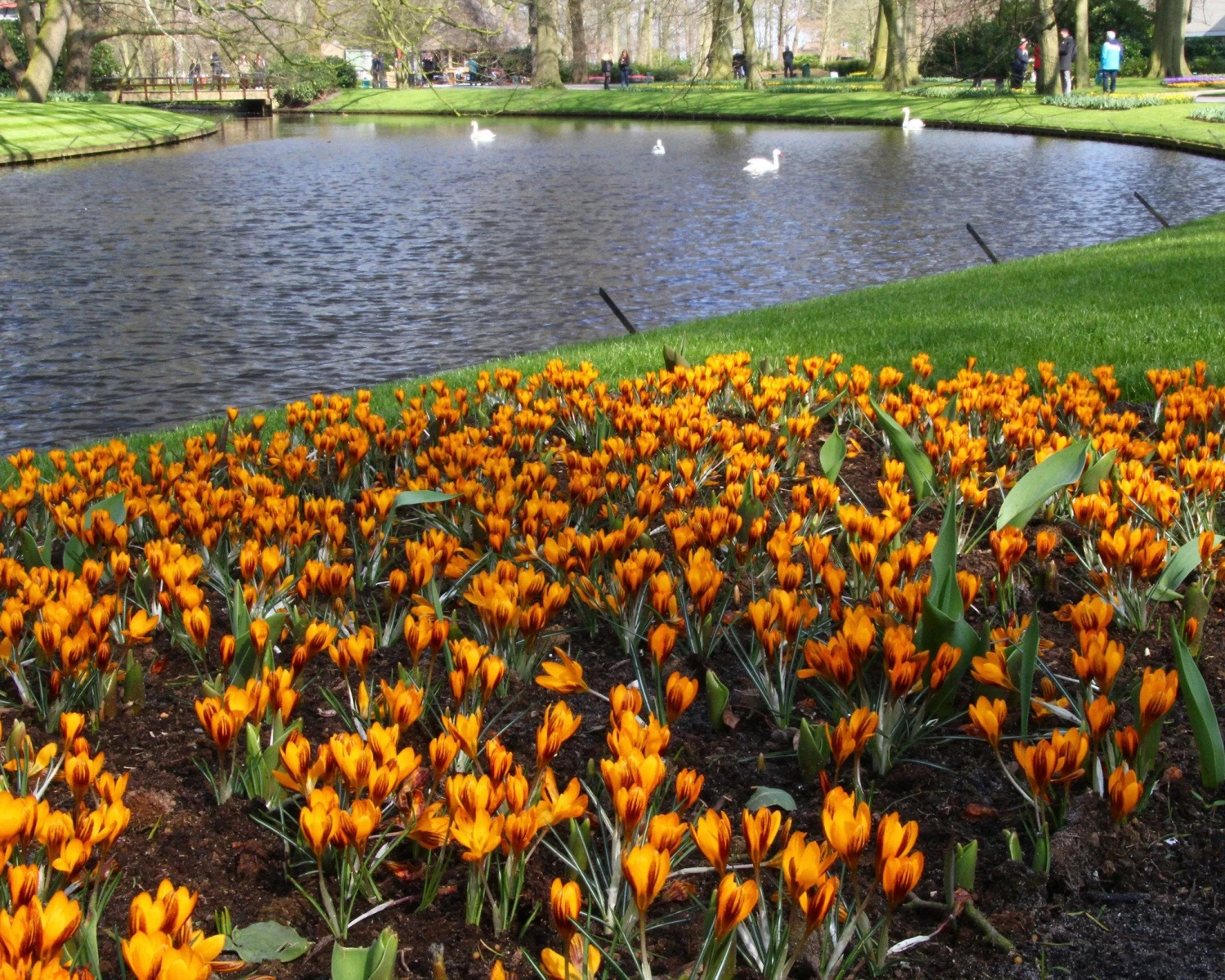 Crocus 'Orange Monarch' 3 Crocus 'Orange Monarch' - Image 3