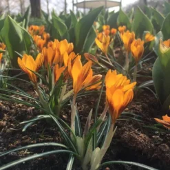 Crocus 'Orange Monarch' 14 Crocus 'Orange Monarch' -Cheap Ethereal Yard Store crocus orange monarch 6