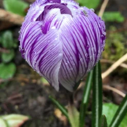 Crocus 'Pickwick' -Cheap Ethereal Yard Store crocus pickwick 0
