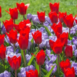 Crocus 'Pickwick' -Cheap Ethereal Yard Store crocus pickwick 2