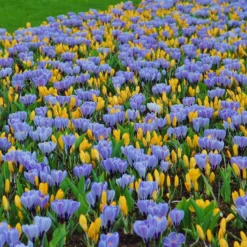 Crocus 'Pickwick' -Cheap Ethereal Yard Store crocus pickwick 4