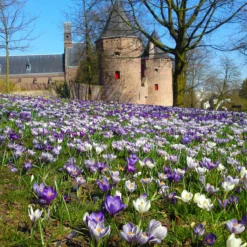 Crocus 'Pickwick' -Cheap Ethereal Yard Store crocus pickwick 5