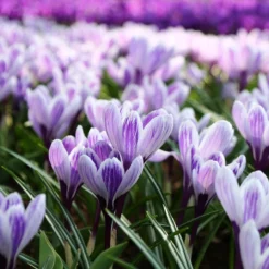 Crocus 'Pickwick' -Cheap Ethereal Yard Store crocus pickwick 7