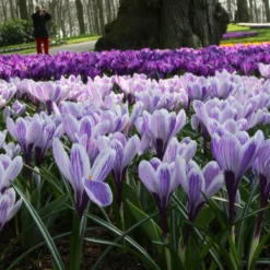 Crocus 'Pickwick' -Cheap Ethereal Yard Store crocus pickwick 8