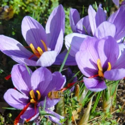 Crocus Sativus 18 Crocus Sativus -Cheap Ethereal Yard Store crocus sativus 1