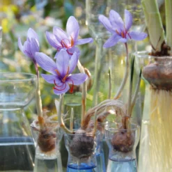 Crocus Sativus 19 Crocus Sativus -Cheap Ethereal Yard Store crocus sativus 2