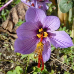 Crocus Sativus 20 Crocus Sativus -Cheap Ethereal Yard Store crocus sativus 3
