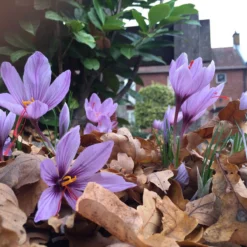Crocus Sativus 16 Crocus Sativus -Cheap Ethereal Yard Store crocus sativus 4