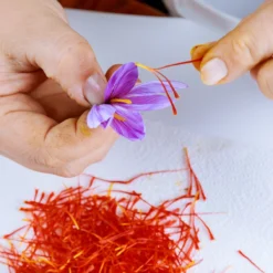 Crocus Sativus 13 Crocus Sativus -Cheap Ethereal Yard Store crocus sativus bulbs 0