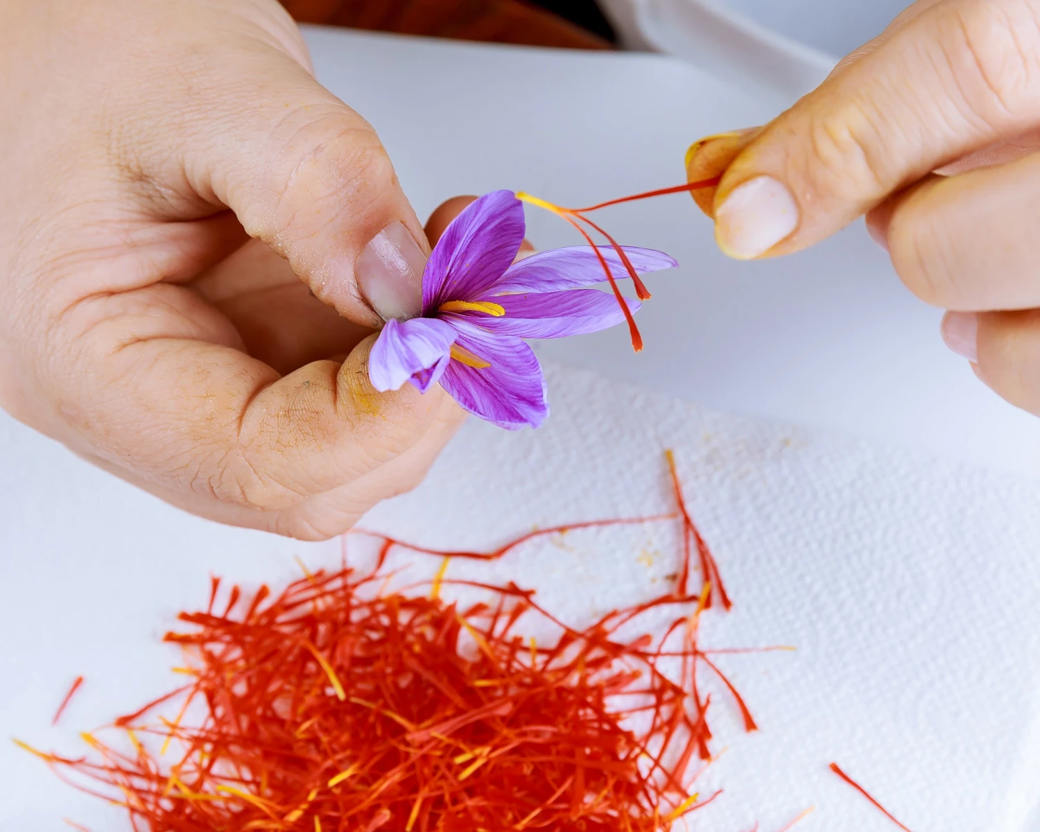 Crocus Sativus 3 Crocus Sativus - Image 3