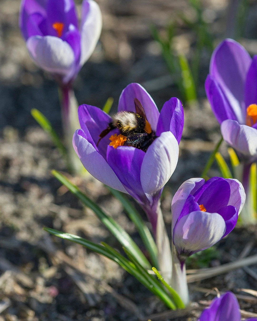 Crocus 'Yalta' 2 Crocus 'Yalta' - Image 2