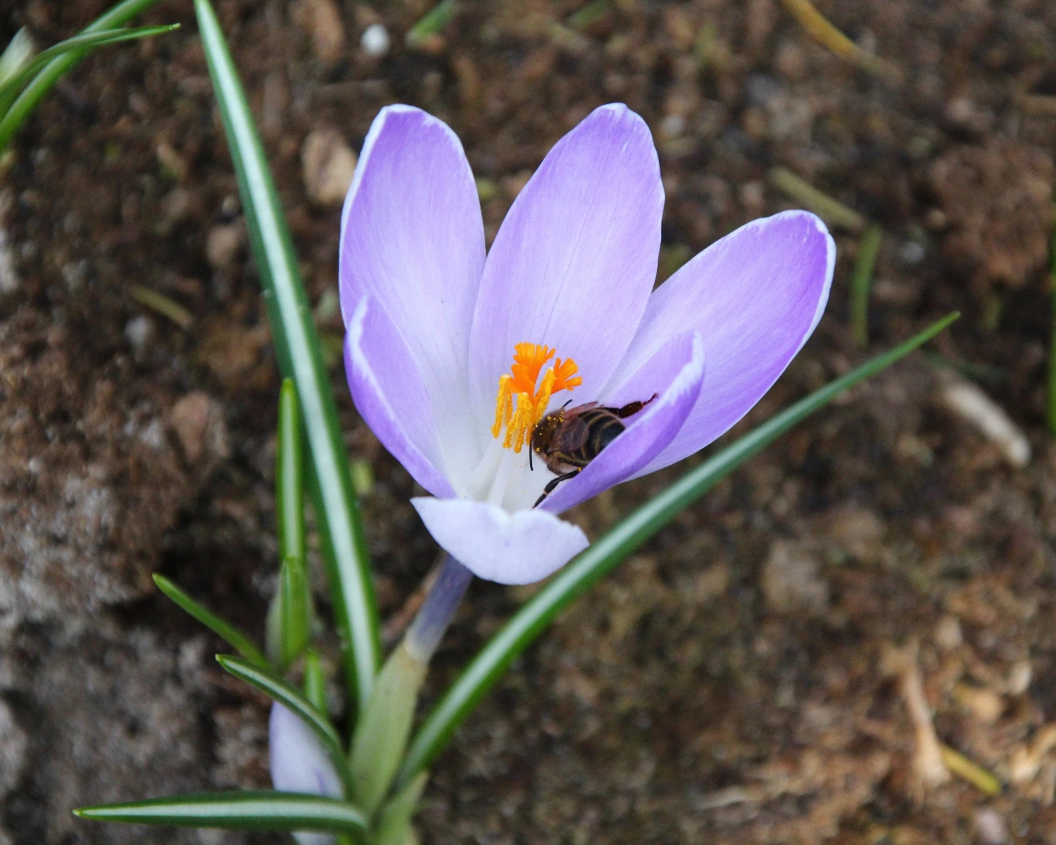 Crocus 'Yalta' 7 Crocus 'Yalta' - Image 7