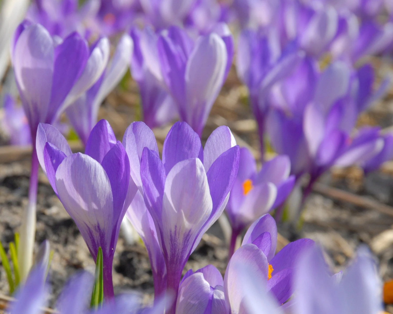 Crocus 'Yalta' 4 Crocus 'Yalta' - Image 4