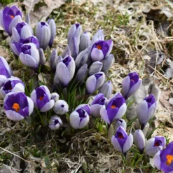 Crocus 'Yalta' 14 Crocus 'Yalta' -Cheap Ethereal Yard Store crocus yalta 2 b015bdfd 199d 4473 a0d8 9c4338461ca5 scaled