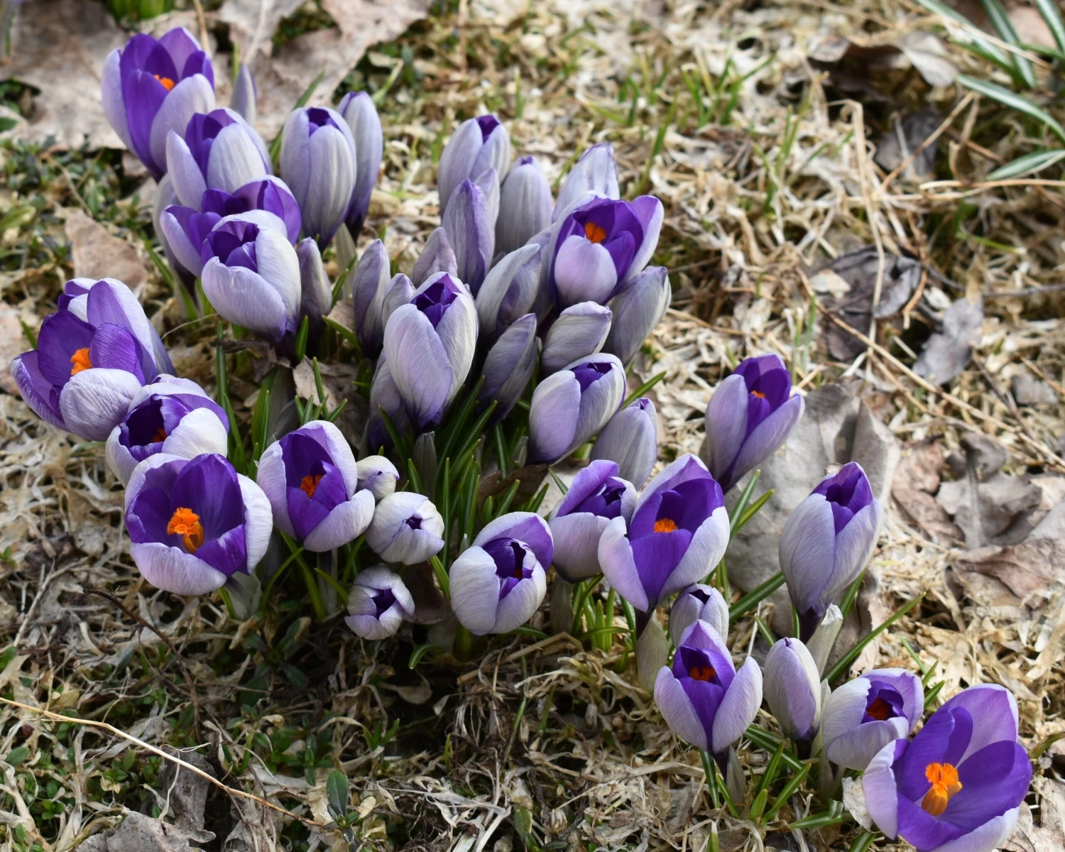 Crocus 'Yalta' 5 Crocus 'Yalta' - Image 5