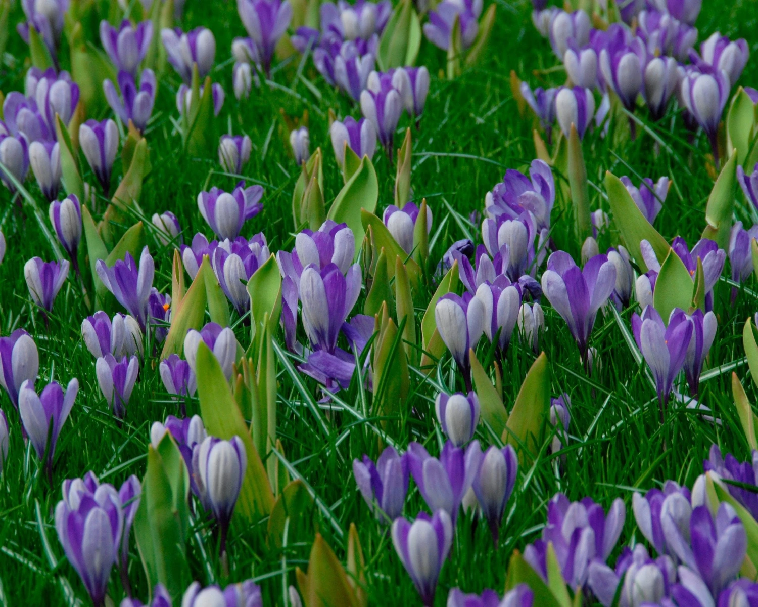 Crocus 'Yalta' 6 Crocus 'Yalta' - Image 6