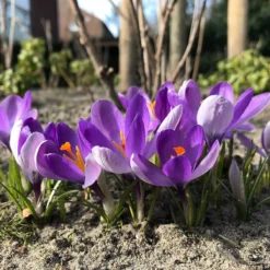 Crocus 'Yalta' 12 Crocus 'Yalta' -Cheap Ethereal Yard Store crocus yalta 6