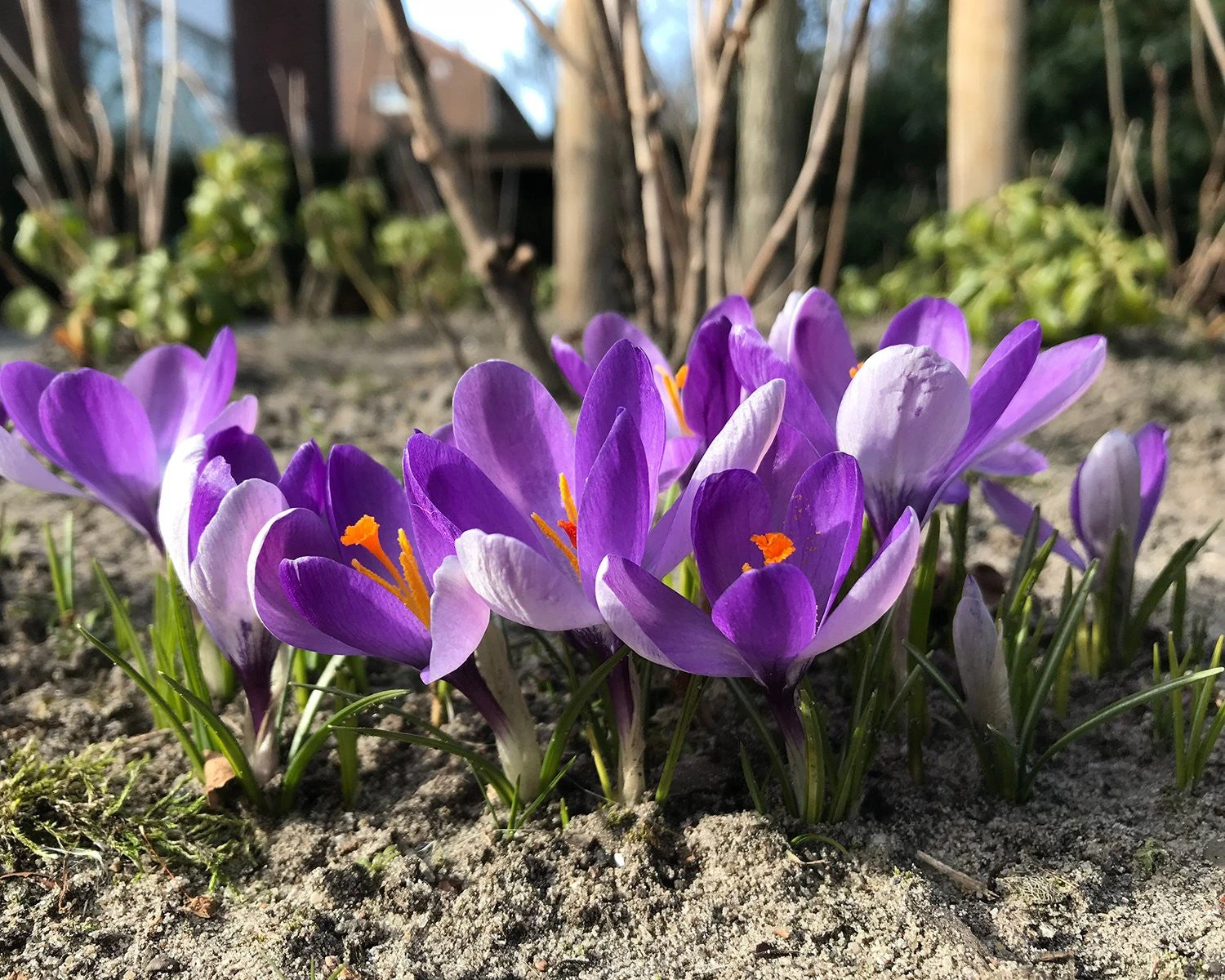 Crocus 'Yalta' 3 Crocus 'Yalta' - Image 3