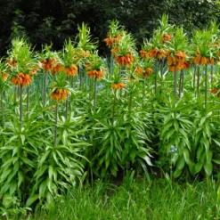 Fritillaria Imperialis 'Aurora' -Cheap Ethereal Yard Store fritillaria aurora 1