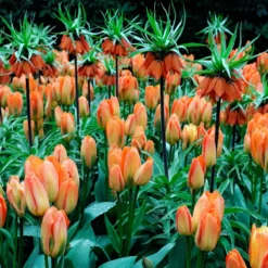 Fritillaria Imperialis 'Aurora' -Cheap Ethereal Yard Store fritillaria aurora 1 daaa9e88 c67d 4260 8720 f3936b5f5809 scaled