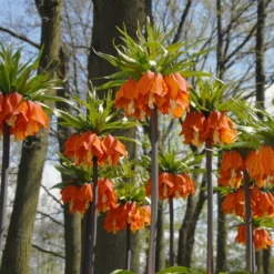 Fritillaria Imperialis 'Aurora' -Cheap Ethereal Yard Store fritillaria aurora 3
