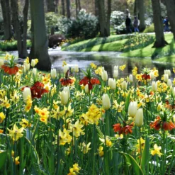 Fritillaria Imperialis 'Aurora' -Cheap Ethereal Yard Store fritillaria aurora 4 scaled