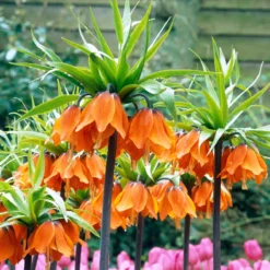Fritillaria Imperialis 'Aurora' -Cheap Ethereal Yard Store fritillaria aurora 5 scaled